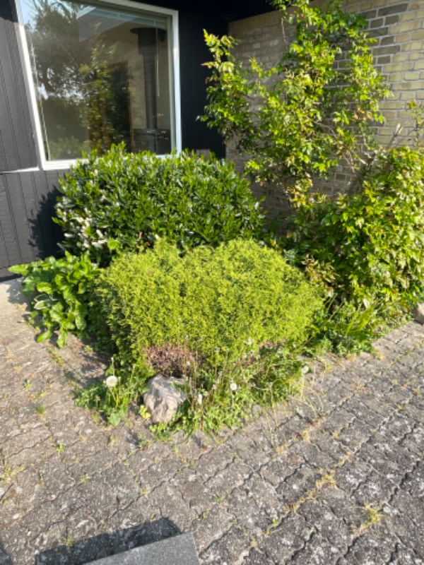 Fjernelse af ukrudt
