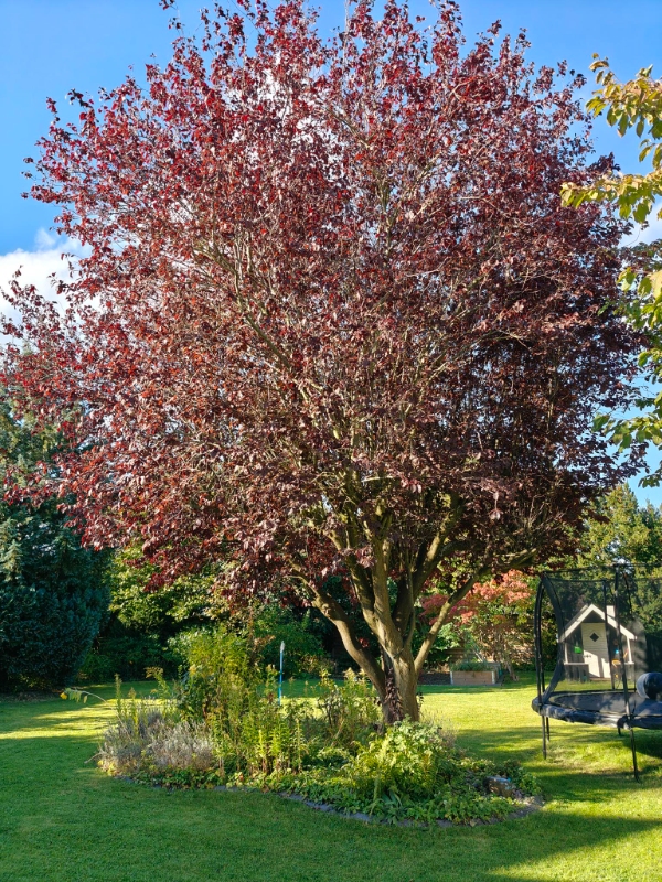 Beskæring af træer