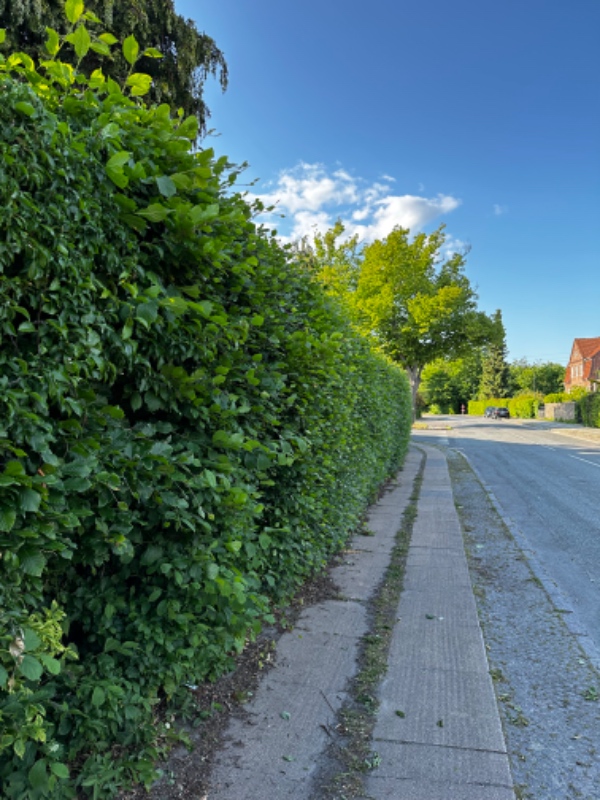 Beskæring af stor hæk