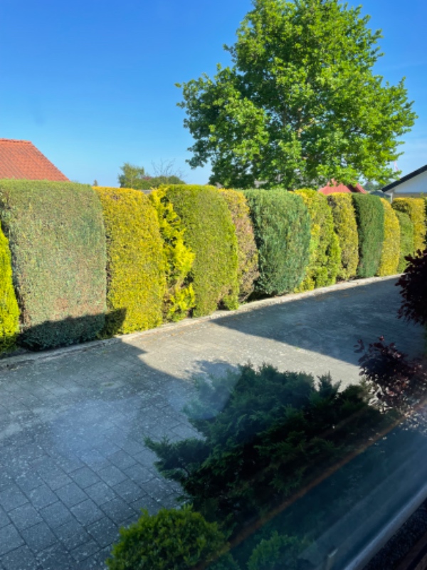 Hækklipning hele grunden