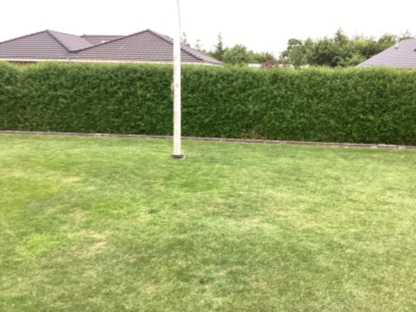 Hækklipning af ligusterhæk