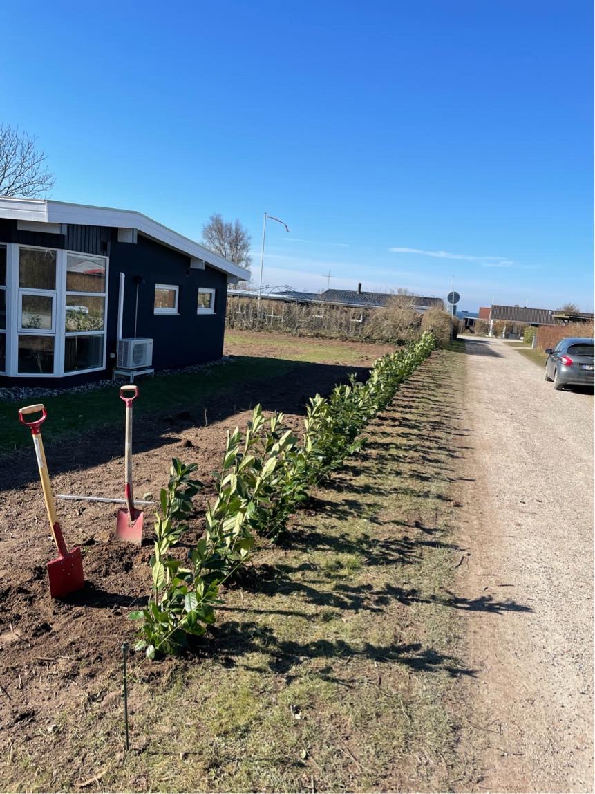Fjerne ukrudt ved nyplantet hæk