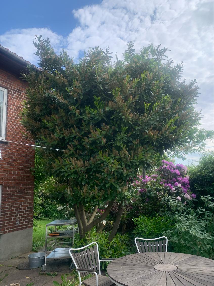 Hækklipning og beskæring