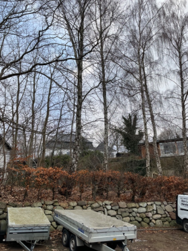 Fældning af 5 birketræer