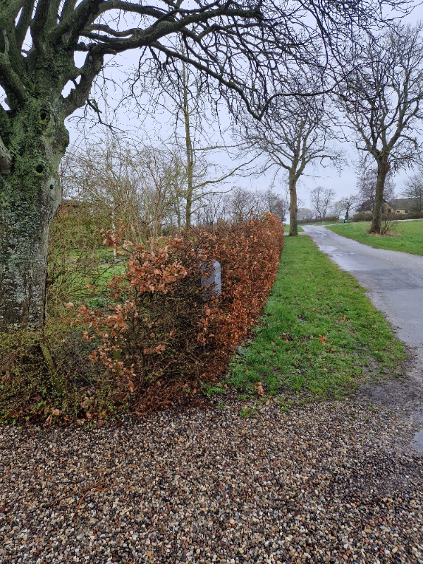 Beskæring af hæk