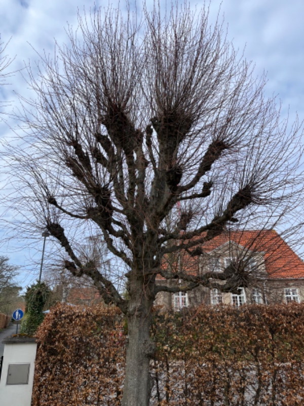 Klip af træer