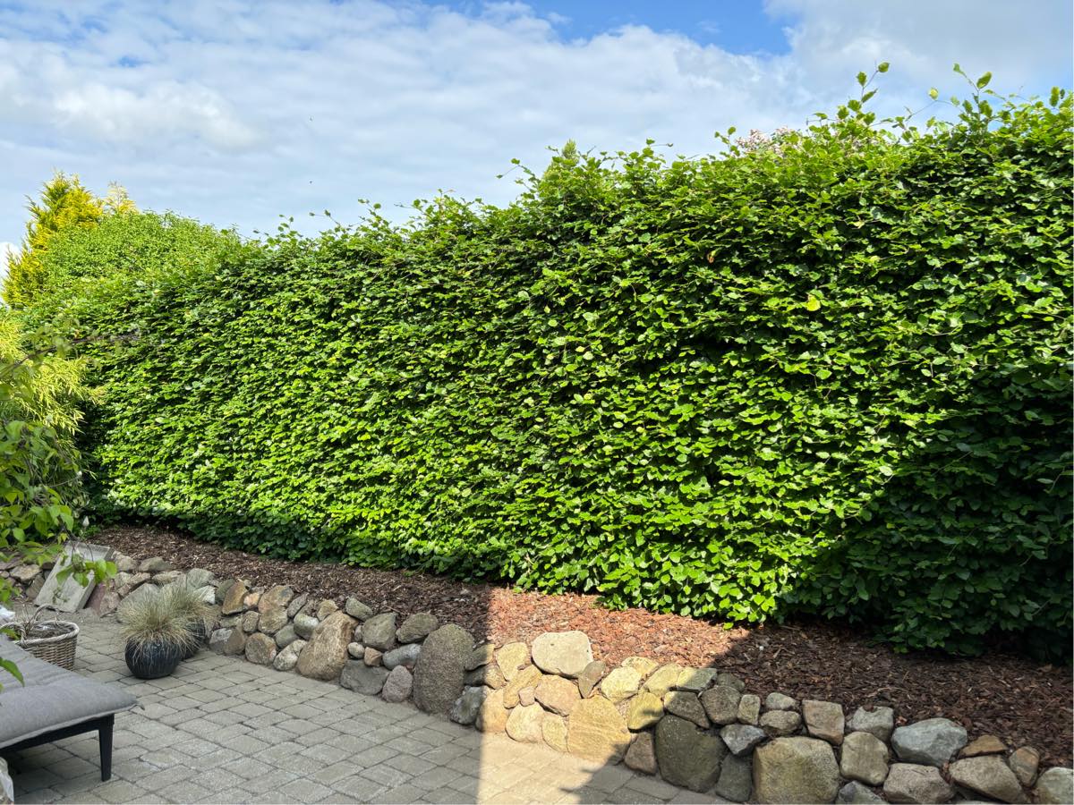 Klippet hæk + kørt det væk