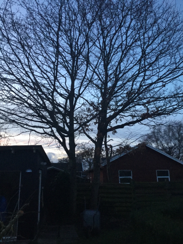 fælde to gamle egetræer