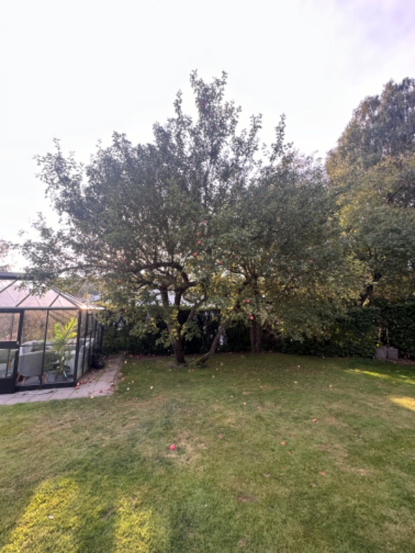 Bortførelse af haveaffald og beskæring af 2 frugttræer