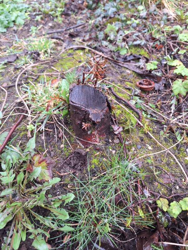 Grave højbed op hvor der stod buske, fjerne små stubbe, fjerne jorden, køre jord væk, lægge ny jord på