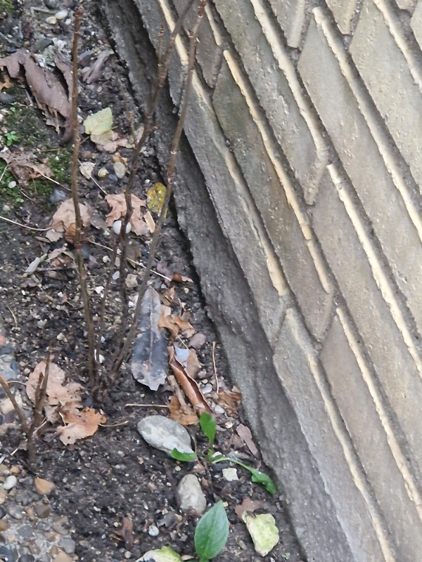 Udvendig mur skal fikses af murer