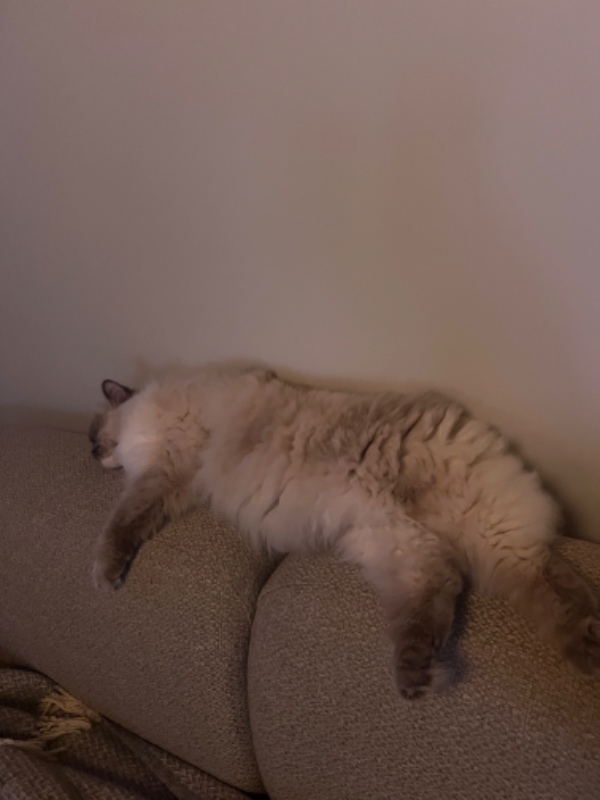 Klipning og trimning af kat