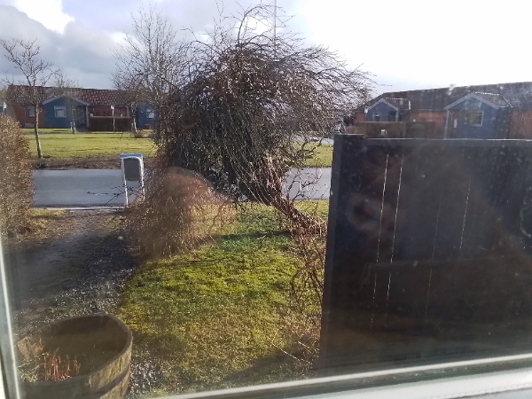 Fjernet en væltet hængepil