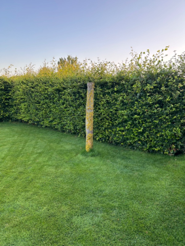 Klippen af bøgehæk