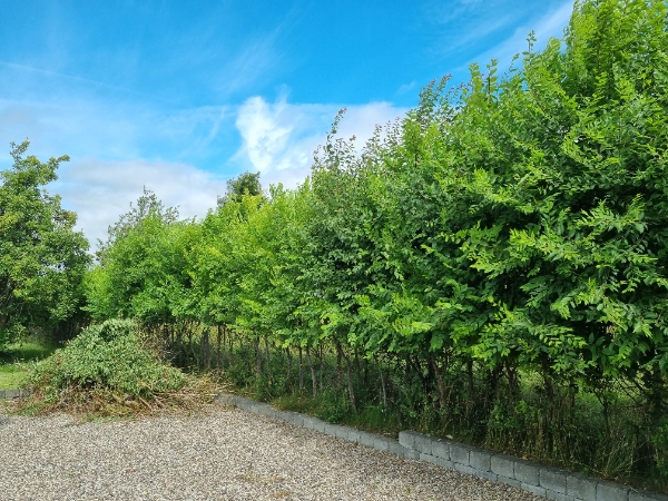 Hækkeklipning, og ligne