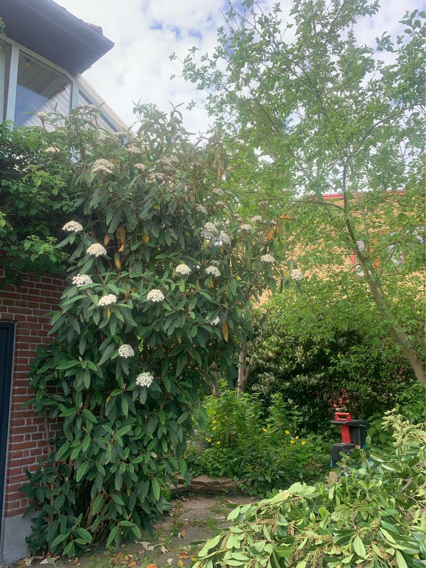 Hækklipning og beskæring