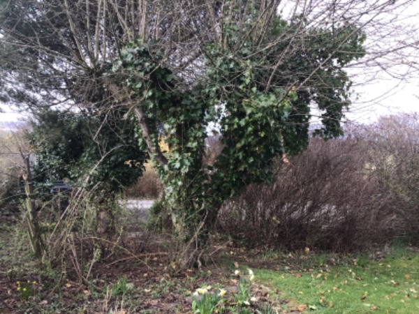 Fældning af æbletræ inkl. bortskaffelse