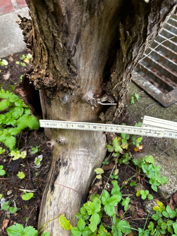 Stubfræsning af flere træstubbe