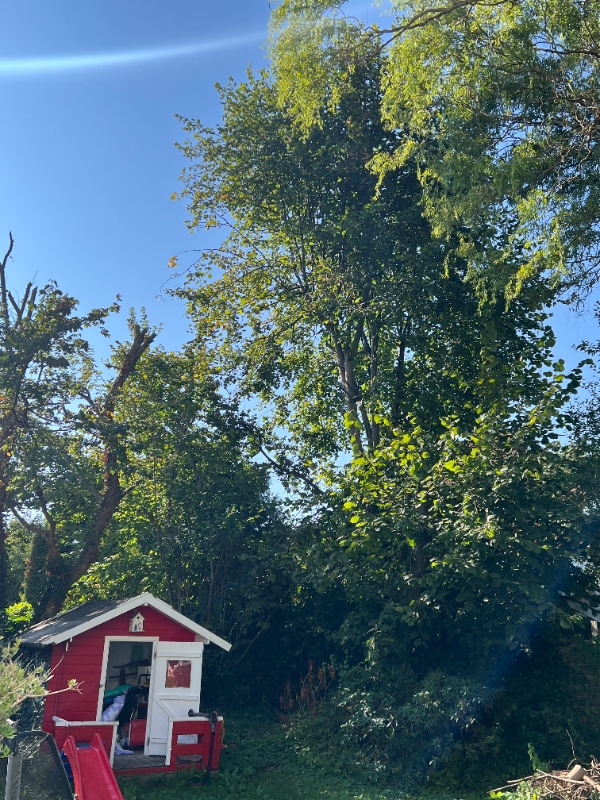 Tree cutting