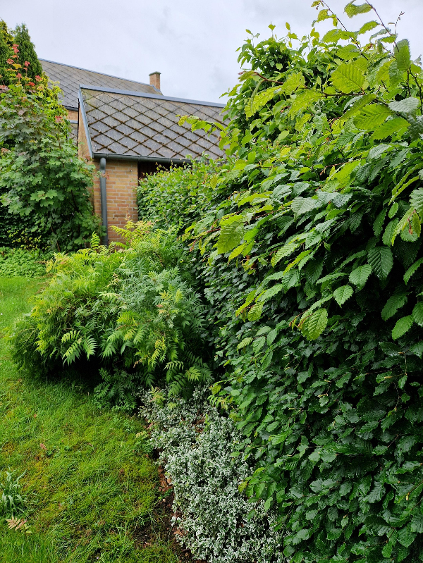 Hækkeklipning og bortskaffelse af affald