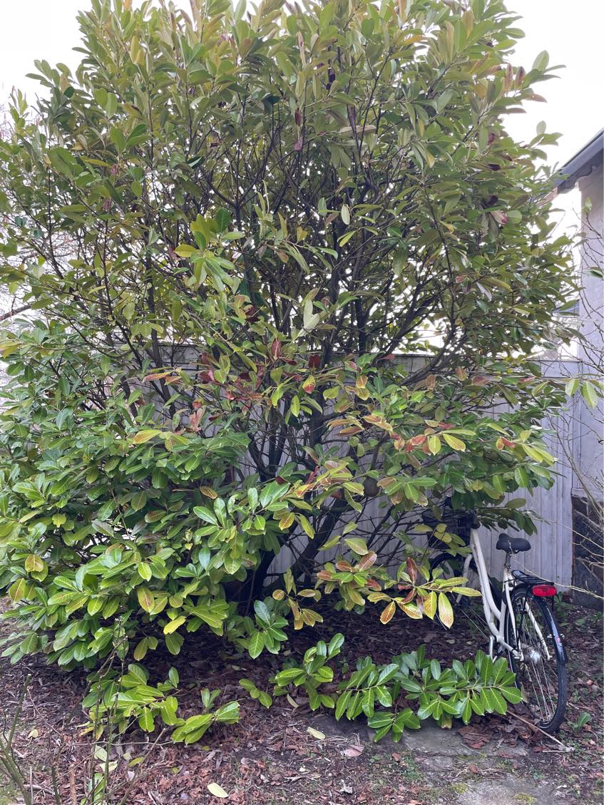 Havearbek beskæring fældning bortkørsel