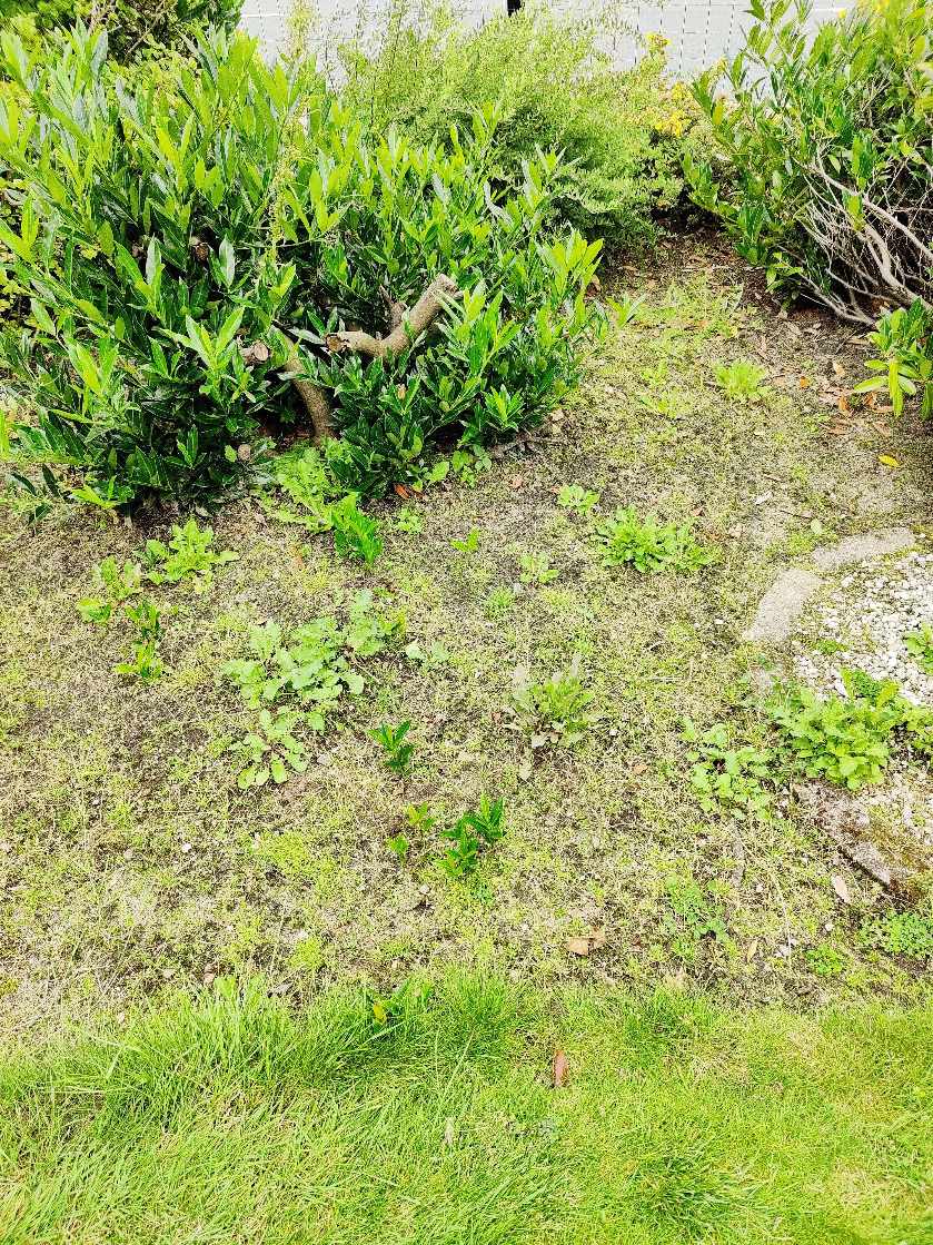 Vedligehold af blomsterbede