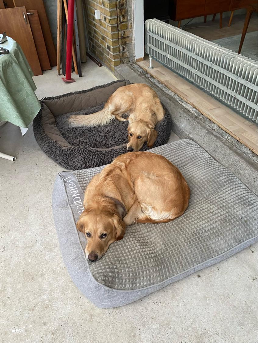 Hundepasning i ferie 22. Juli til 3. August