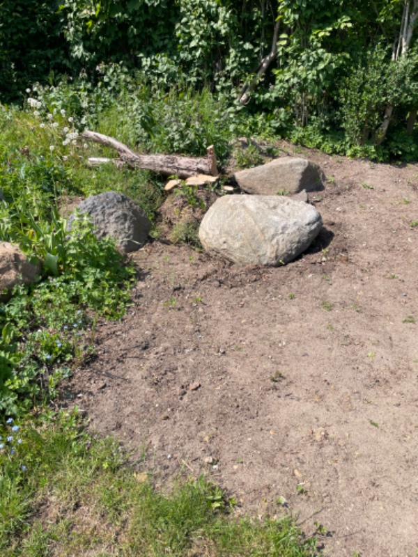 Fjernelse af sten fra haven