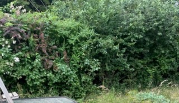 Klippet hæk ned mod å på sommerhusgrund