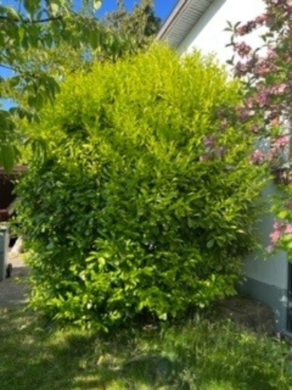 hæk, græsplæne, træer og buske, der er nok at gå i gang med