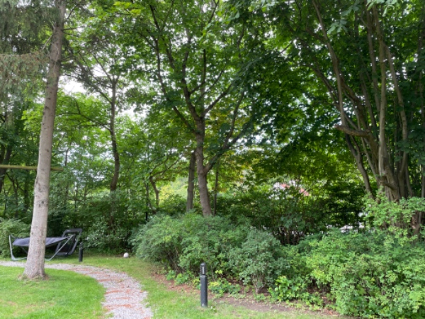 Træfældning og bortskaffelse