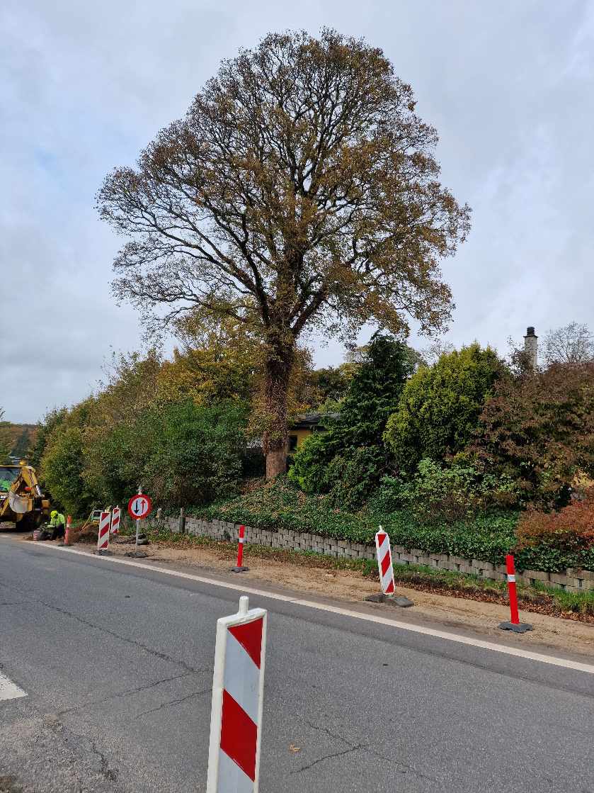 Fældning af Ahorn Træ ca. 10 meter