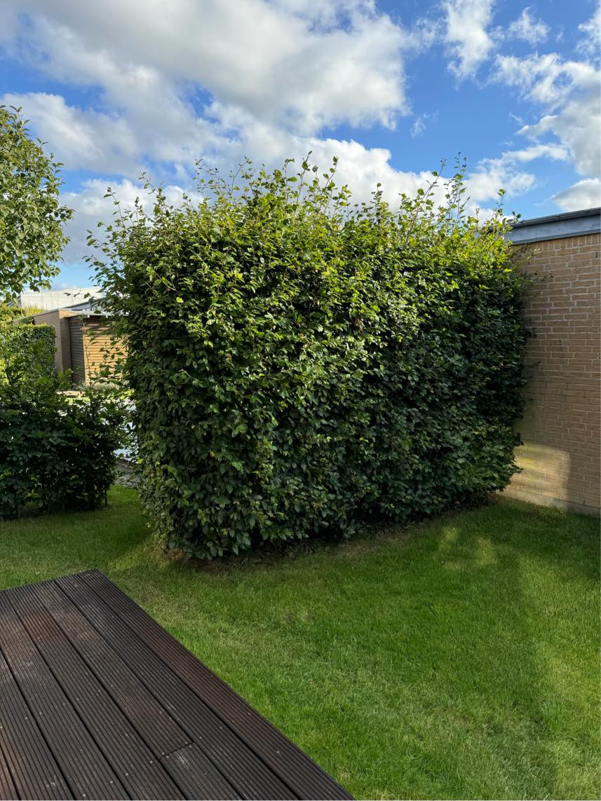 Klipning og beskæring af hæk