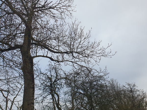 fældning af et stort træ + 14-15 mindre