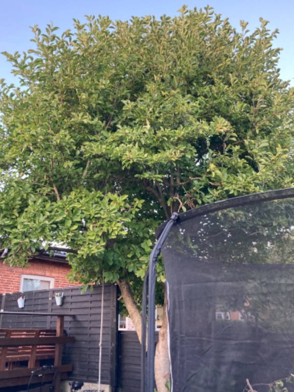 Top beskæring af Magnolia