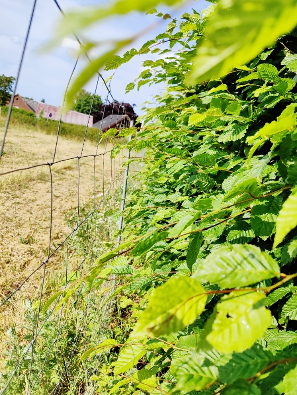 Hæk klipper 2 sidet og top
