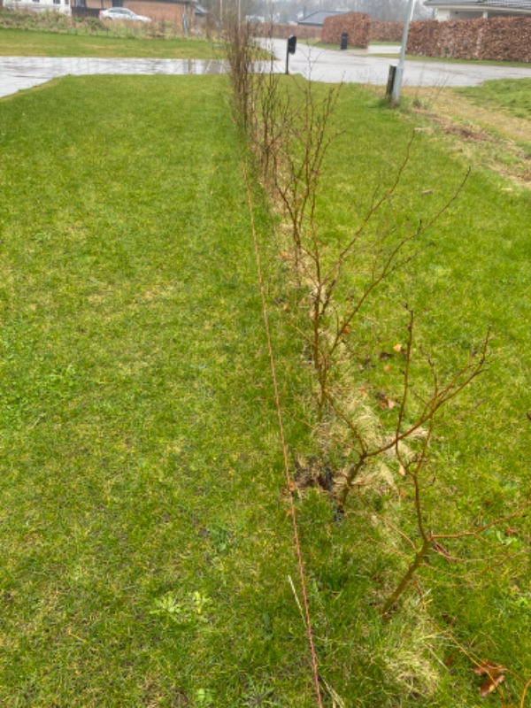 Anlæg kant ved hæk