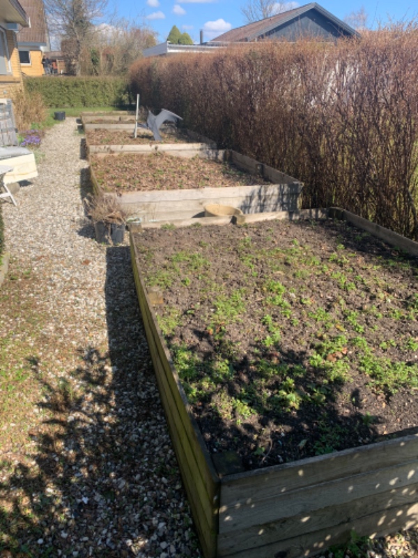 Forårsklargøring af haven samt klip af stor troldhassel