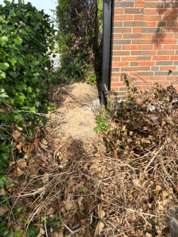 Hæk og beskæring af træerne