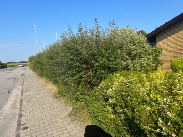 Havearbejde: klipning og ukrudtsfjernelse