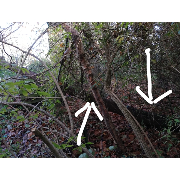 Fældning af syv træer