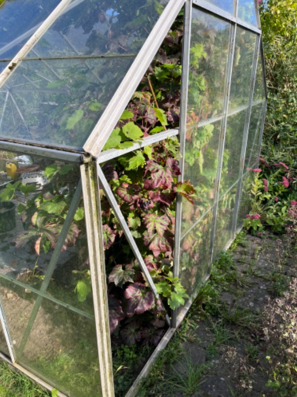 Nye glas i et drivhus