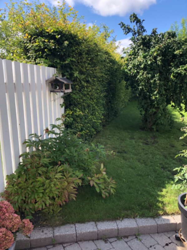 Hækkeklip af bøg. Ca 50 meter hæk. Højde på hæk er mellem 1,9-2,2