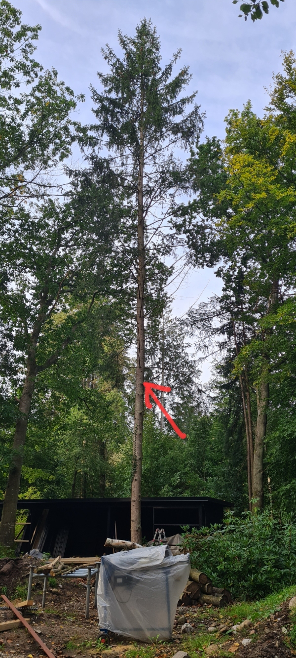 Fælde 2stk høje birkes og 1stk nåletræ 