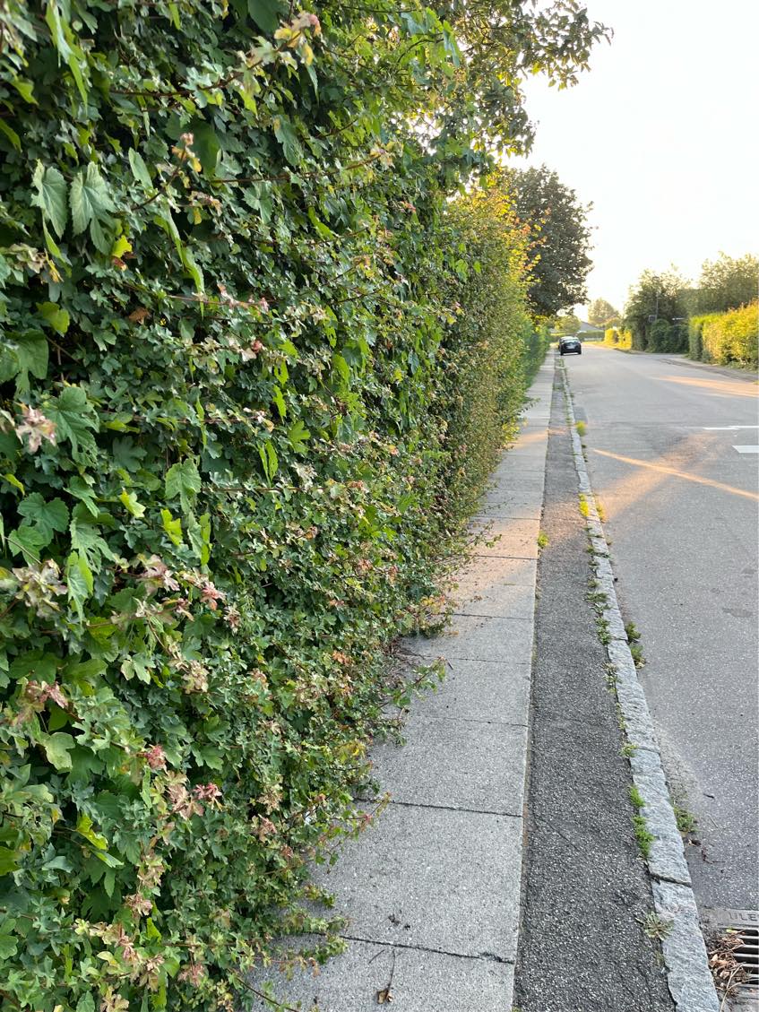 Klipning af hæk og græsplæne.