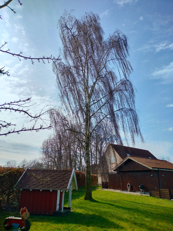 Fældning af birketræ