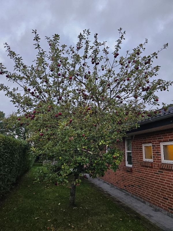 Beskæring af 5 styks træer, heraf 2 æbletræer
