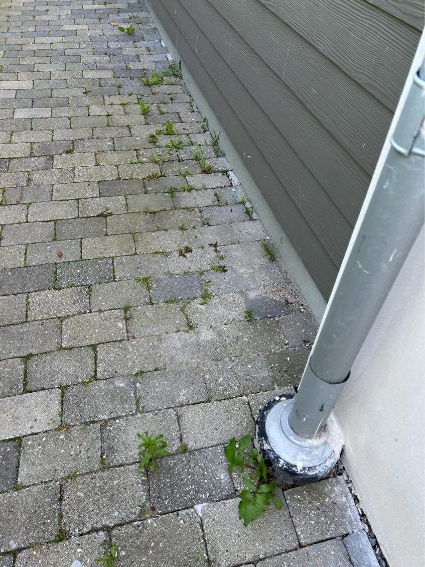 Ukrut i haven i mellem fliser og langs husmur