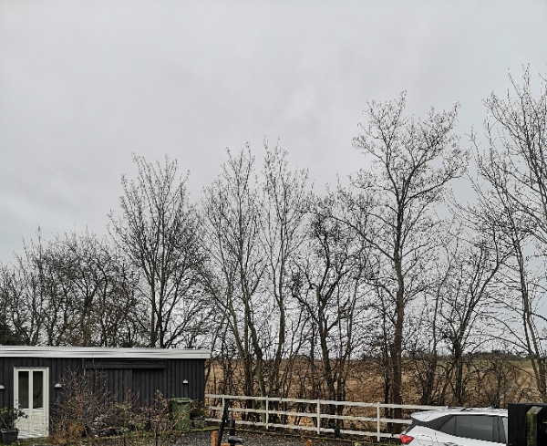 Plantet 3 små grantræer samt beskæring af høje træer