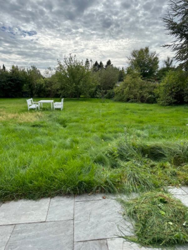 Græsplæne(trænger)